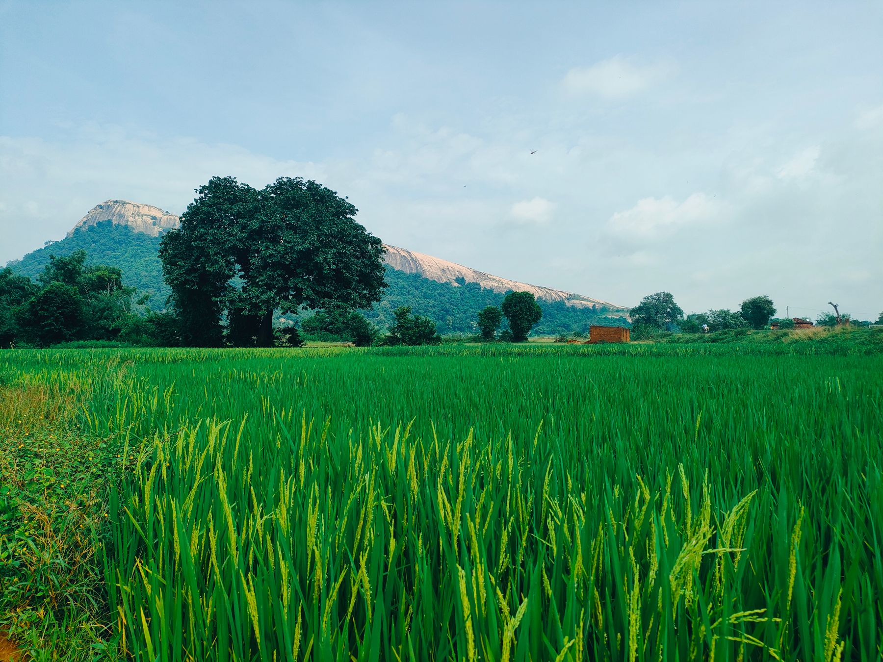 A paddy field with hills behind it at Bundu, Jharkhand