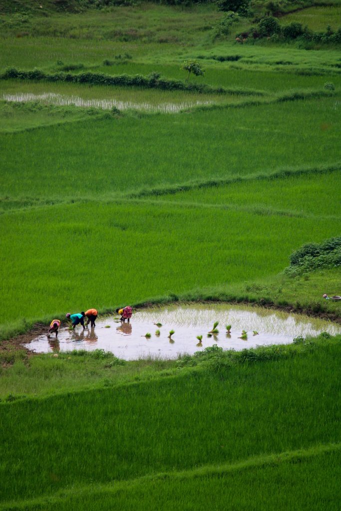 Farmers working in green paddy fields at Chakradharpur, Jharkhand